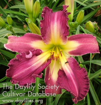 Daylily Straight Shooter